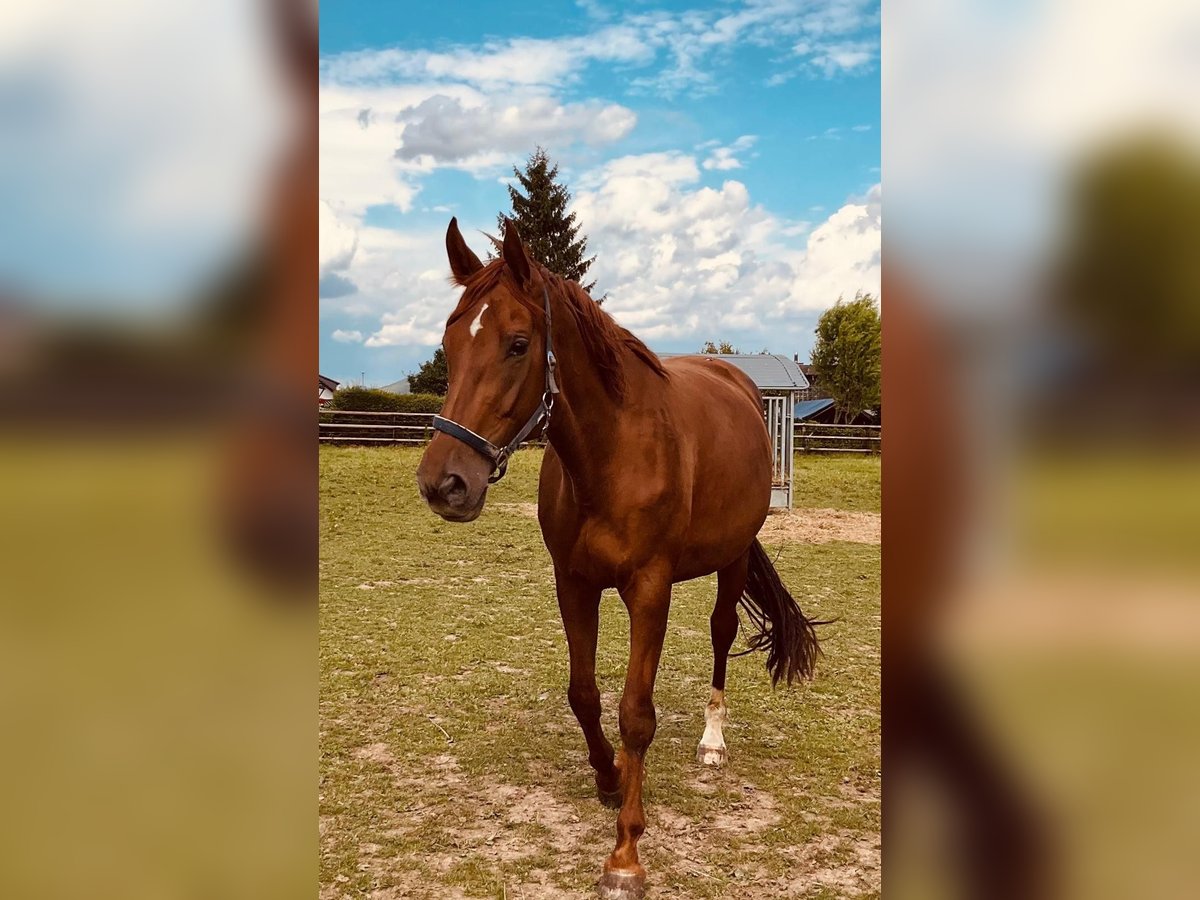 Hannoveraan Merrie 8 Jaar 170 cm Donkere-vos in Barver