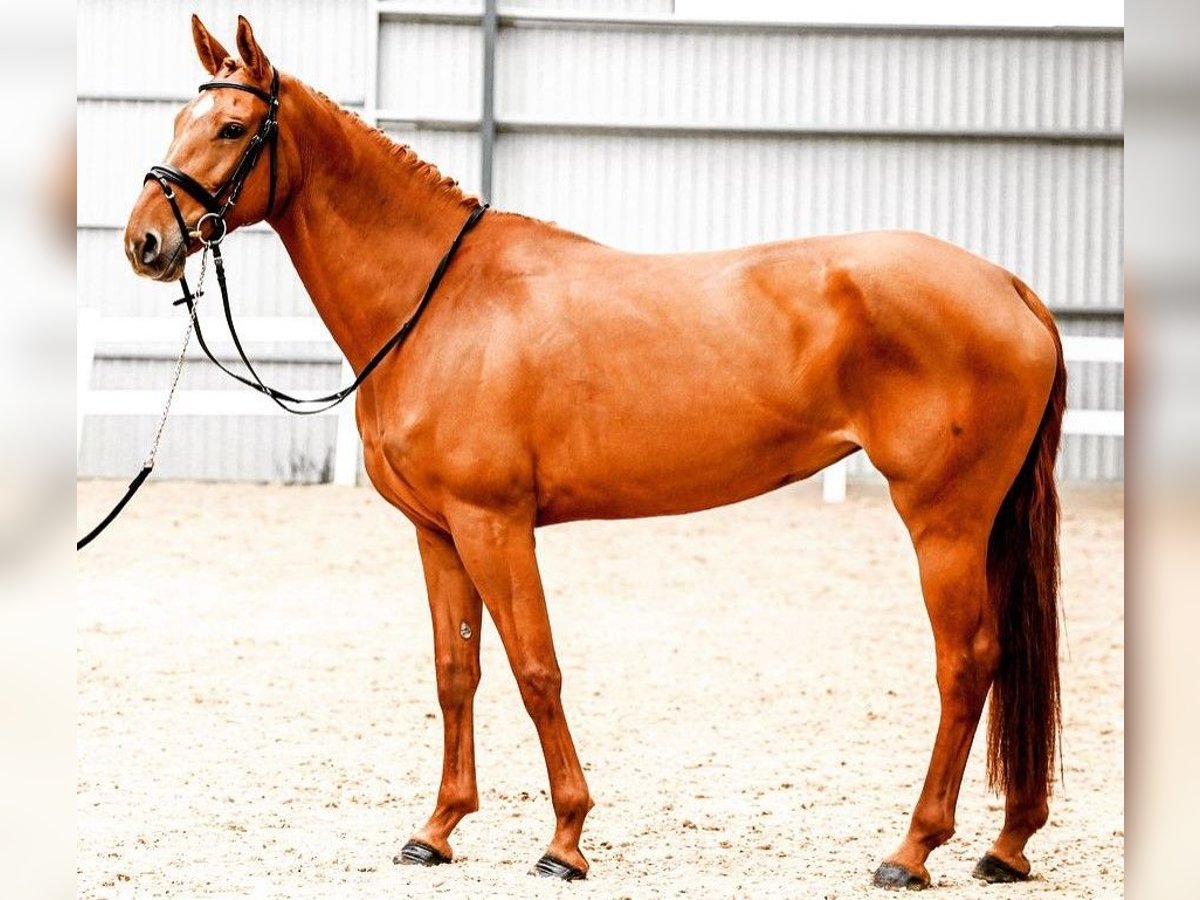 Hannoveraan Merrie 8 Jaar 170 cm Vos in Latvia