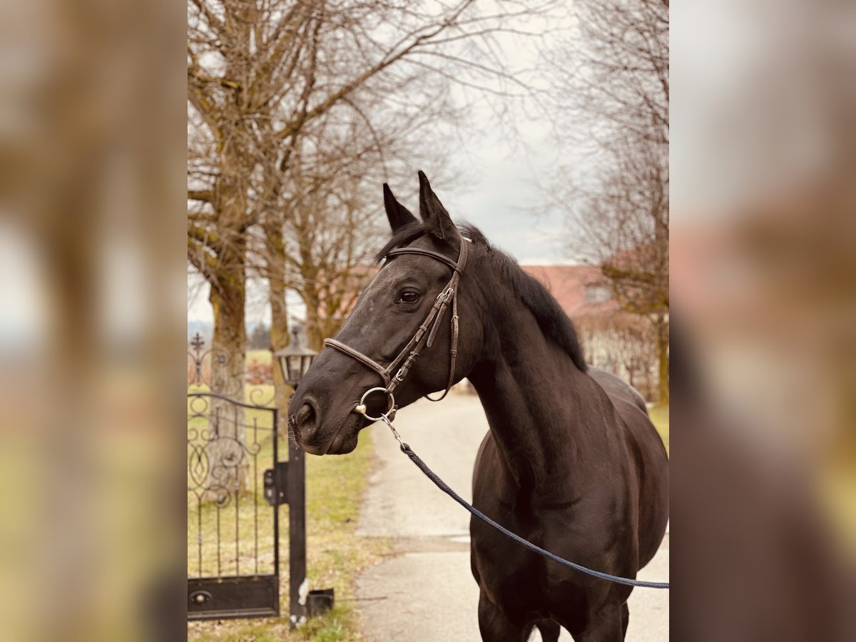 Hannoveraan Merrie 8 Jaar 170 cm Zwart in Haldenwang