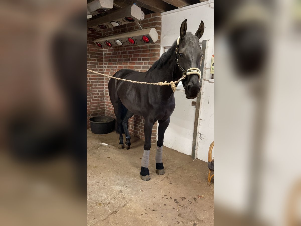 Hannoveraan Merrie 8 Jaar 171 cm in Butjadingen