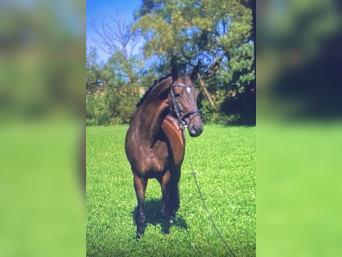 Hannoveraan Merrie 8 Jaar 172 cm Bruin in Weimar