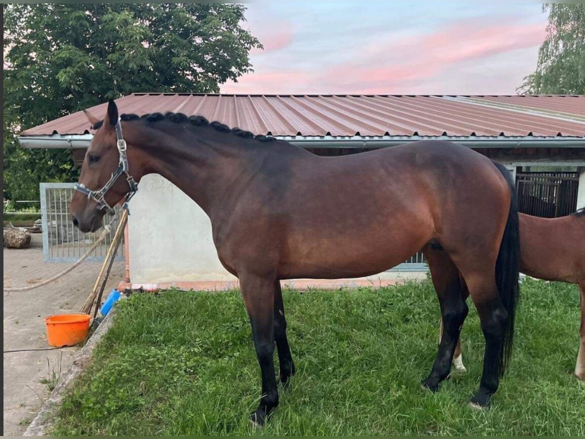 Hannoveraan Merrie 8 Jaar 172 cm Bruin in Hohenahr