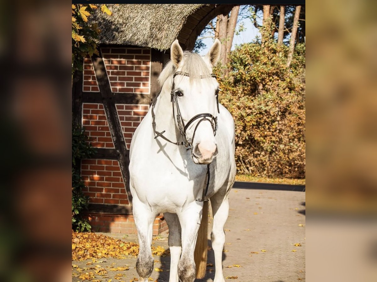 Hannoveraan Merrie 8 Jaar 173 cm Schimmel in Schneverdingen