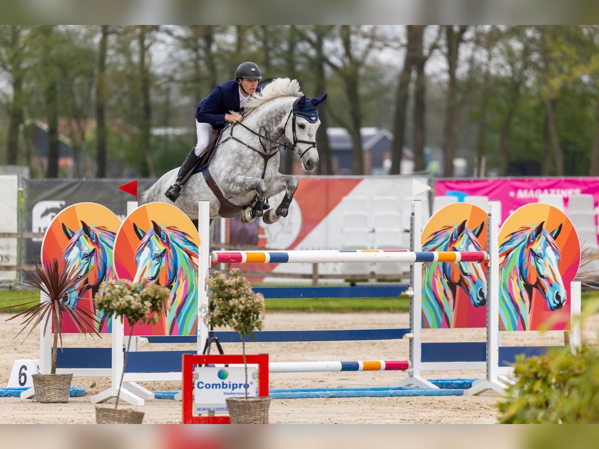 Hannoveraan Merrie 8 Jaar 173 cm Schimmel in Beuningen
