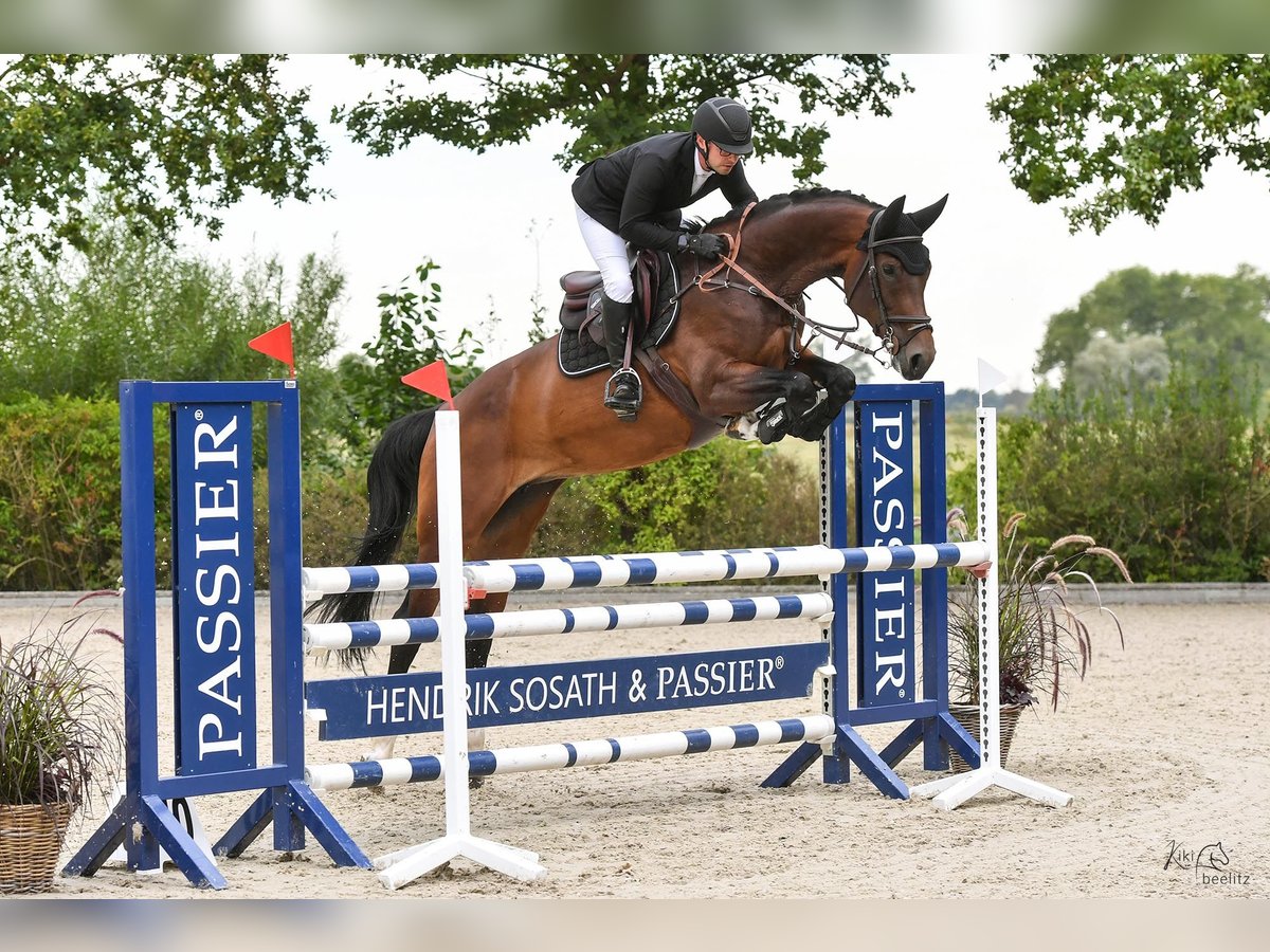 Hannoveraan Merrie 8 Jaar 174 cm Bruin in Bremen