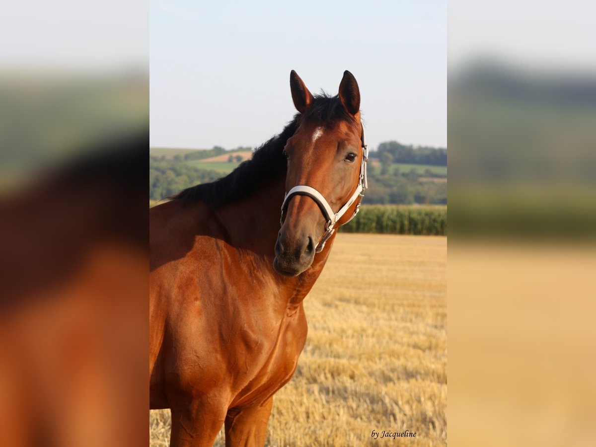 Hannoveraan Merrie 8 Jaar 174 cm Bruin in Sachsenheim