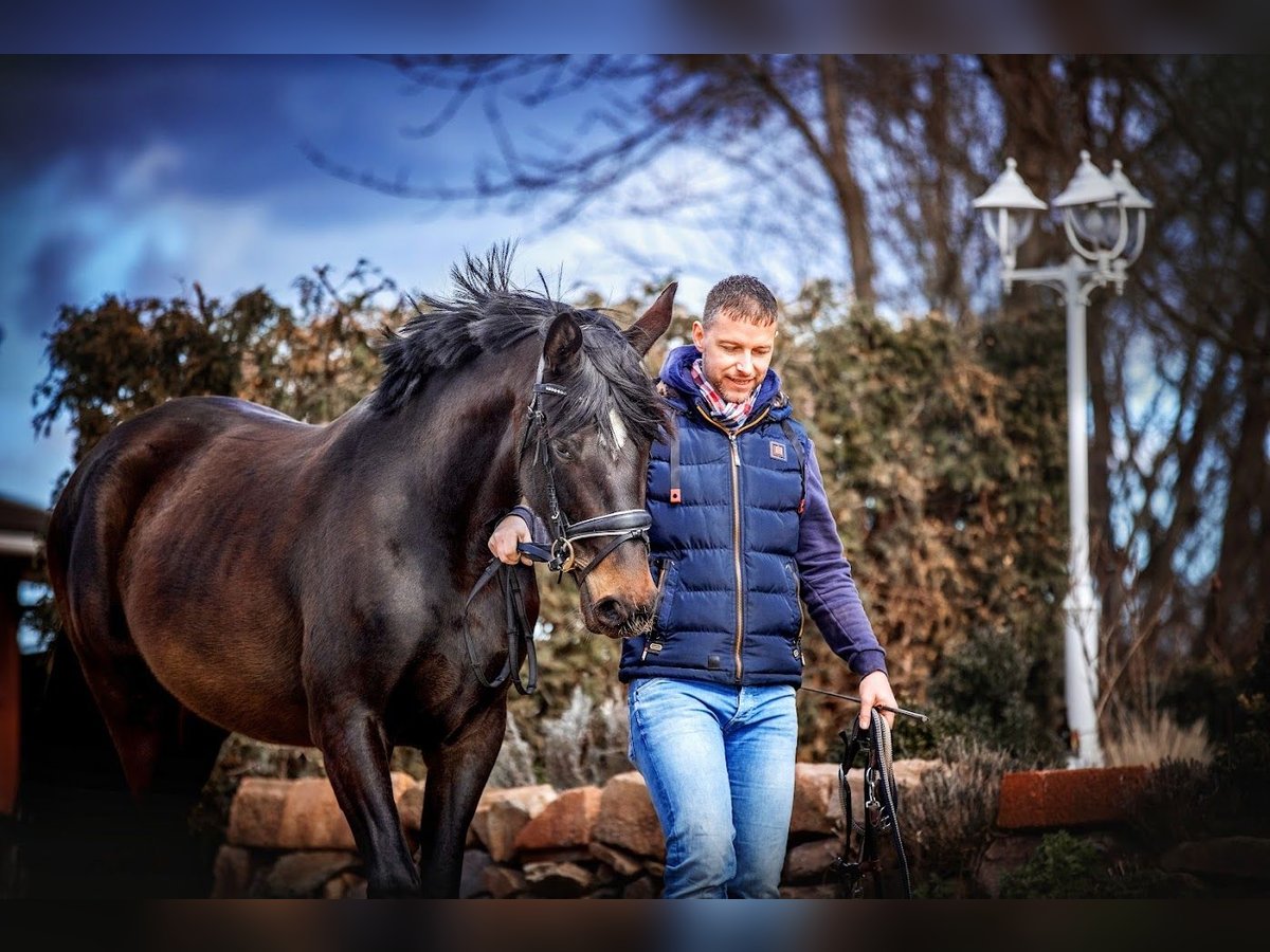 Hannoveraan Merrie 8 Jaar 175 cm in Burgstädt