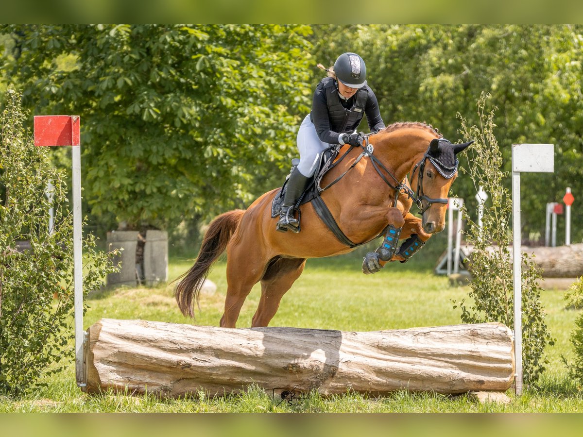 Hannoveraan Merrie 9 Jaar 161 cm Vos in Krummhörn