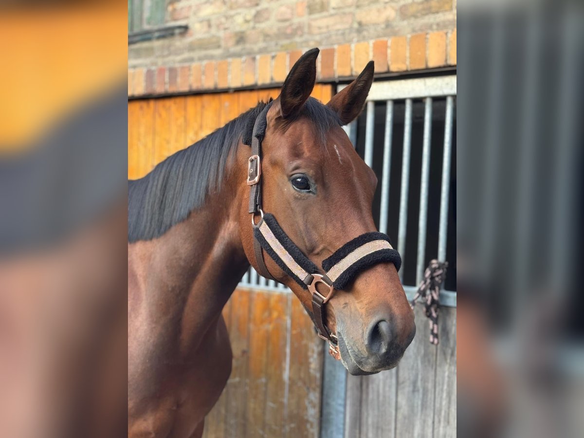 Hannoveraan Merrie 9 Jaar 162 cm Bruin in Berlin