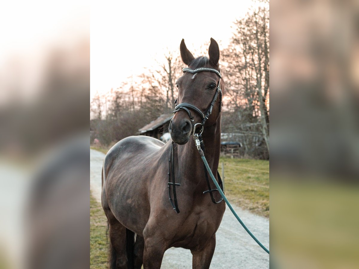 Hannoveraan Merrie 9 Jaar 165 cm Bruin in Leutkirch im Allg&#xE4;u