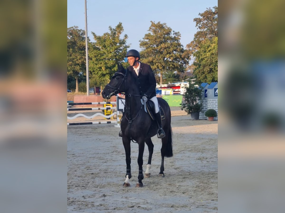 Hannoveraan Merrie 9 Jaar 165 cm Donkerbruin in Maasen