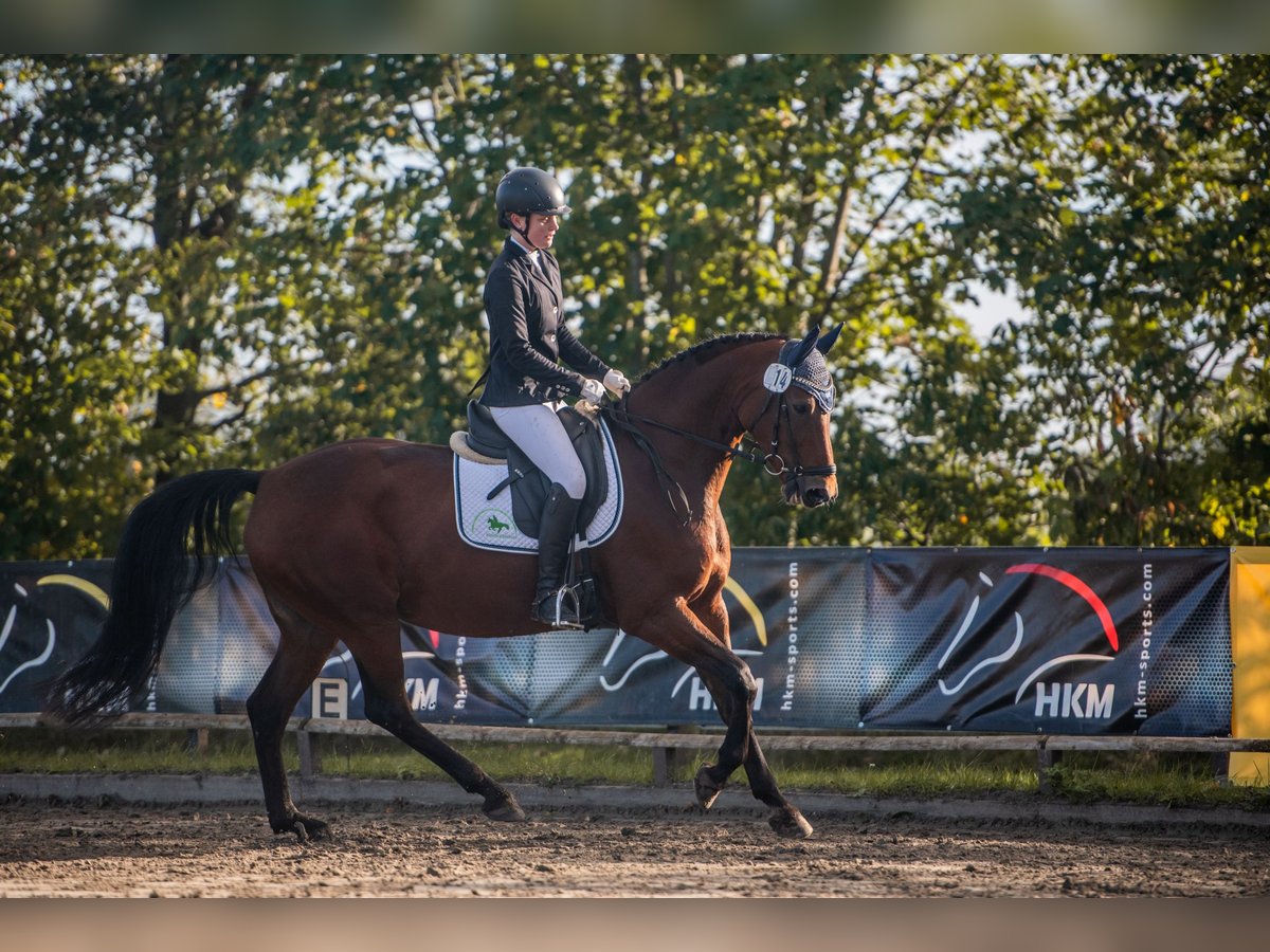 Hannoveraan Merrie 9 Jaar 167 cm Bruin in Aukrug