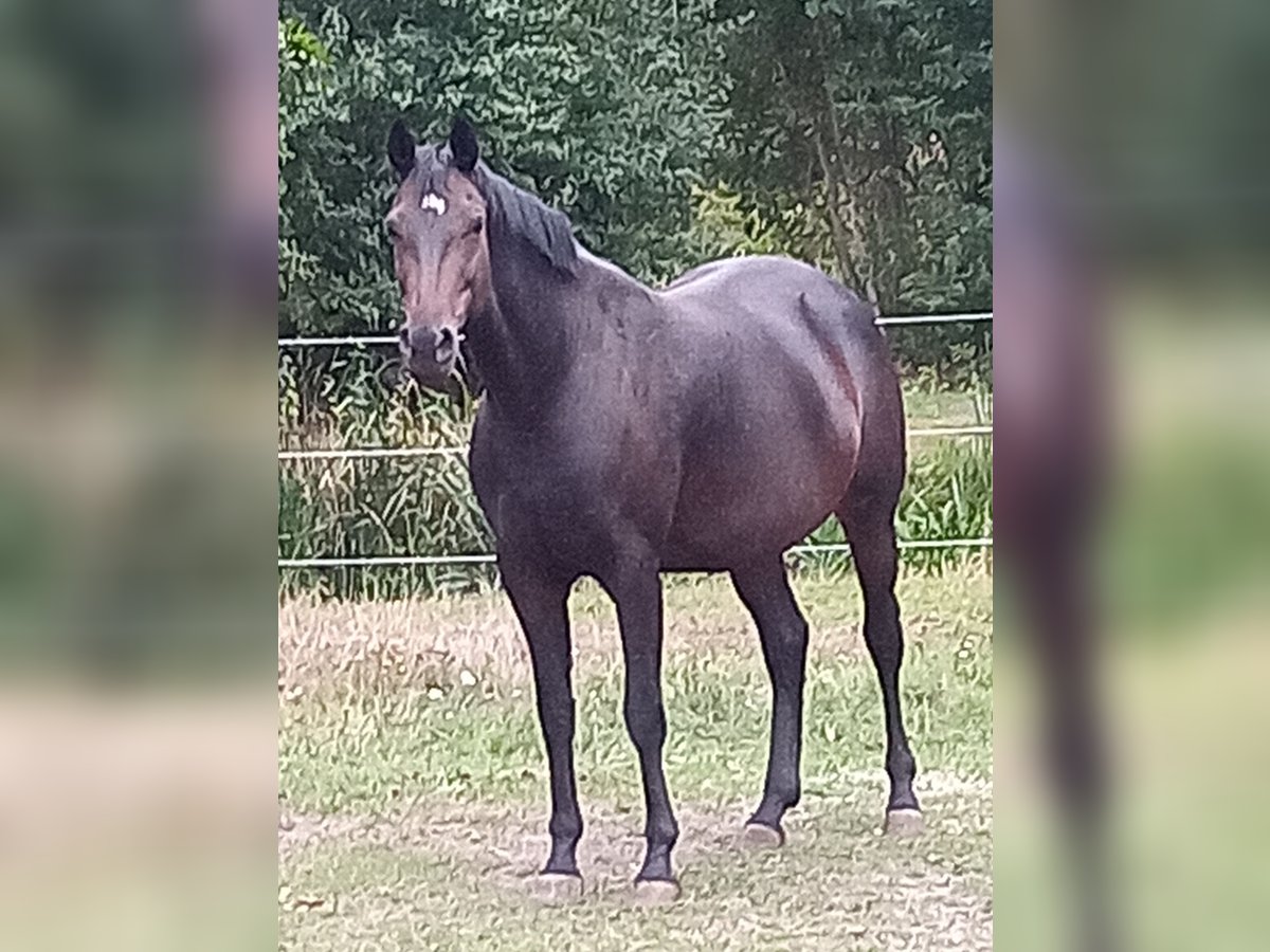 Hannoveraan Merrie 9 Jaar 167 cm Zwartbruin in Raddestorf