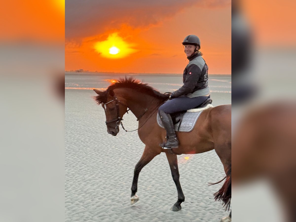 Hannoveraan Merrie 9 Jaar 168 cm Bruin in Ebstorf
