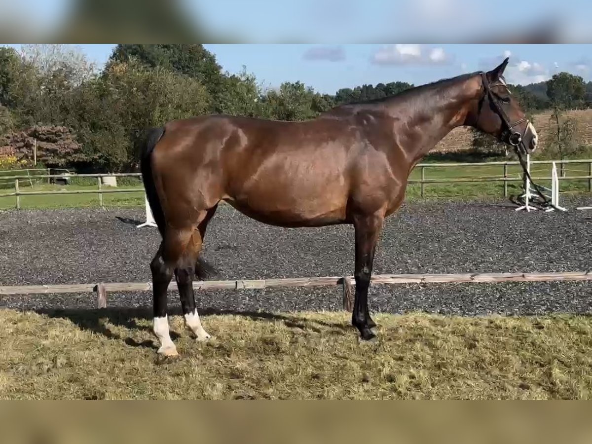 Hannoveraan Merrie 9 Jaar 168 cm Bruin in Hasbergen