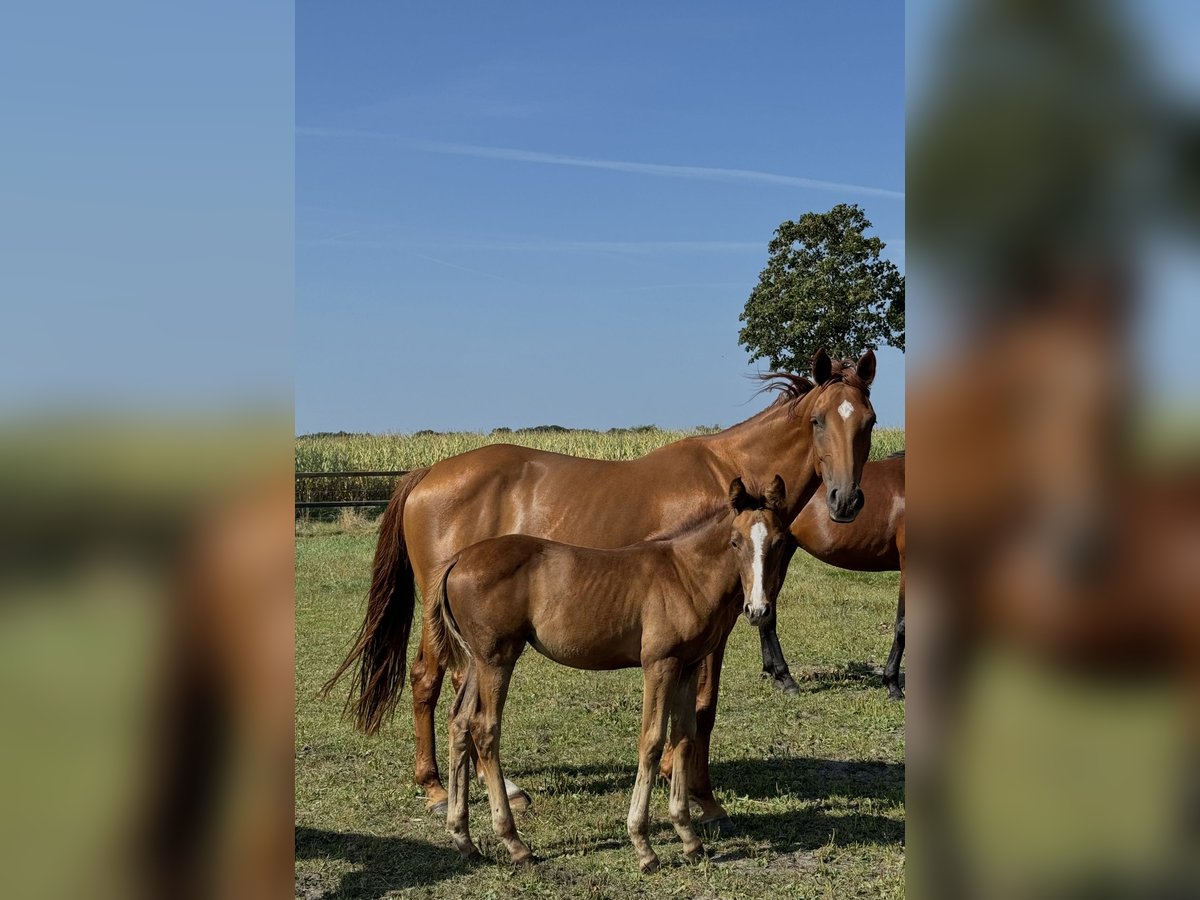 Hannoveraan Merrie 9 Jaar 168 cm Donkere-vos in Oerel