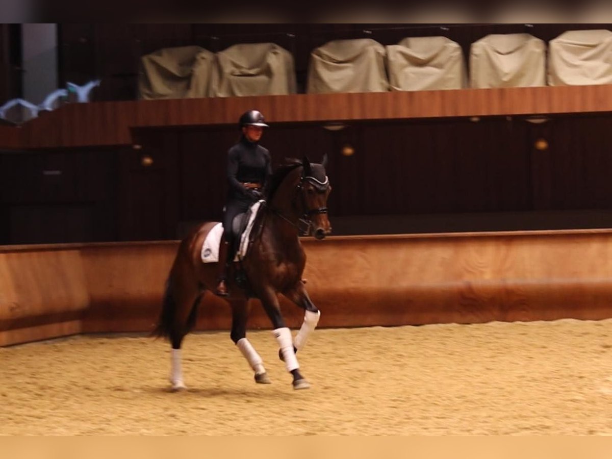 Hannoveraan Merrie 9 Jaar 168 cm Zwartbruin in Turda