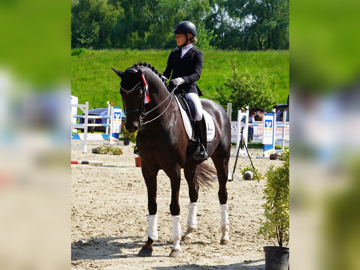 Hannoveraan Merrie 9 Jaar 170 cm Donkere-vos in Coesfeld