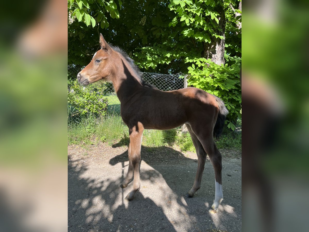 Hannoveraan Merrie  165 cm Bruin in Niederorschel