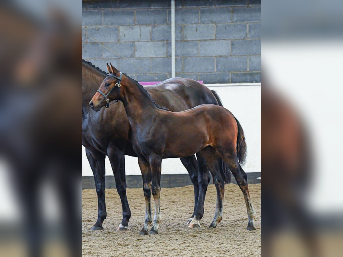 Hannoveraan Merrie veulen (05/2024) 165 cm Roodbruin in Stafford