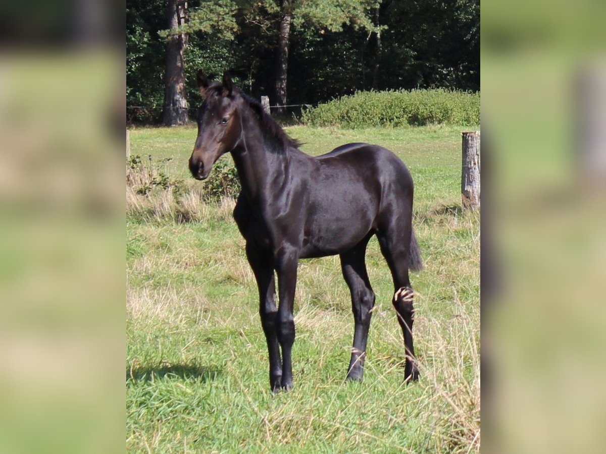 Hannoveraan Merrie Veulen (05/2025) 165 cm Schimmel in Handeloh