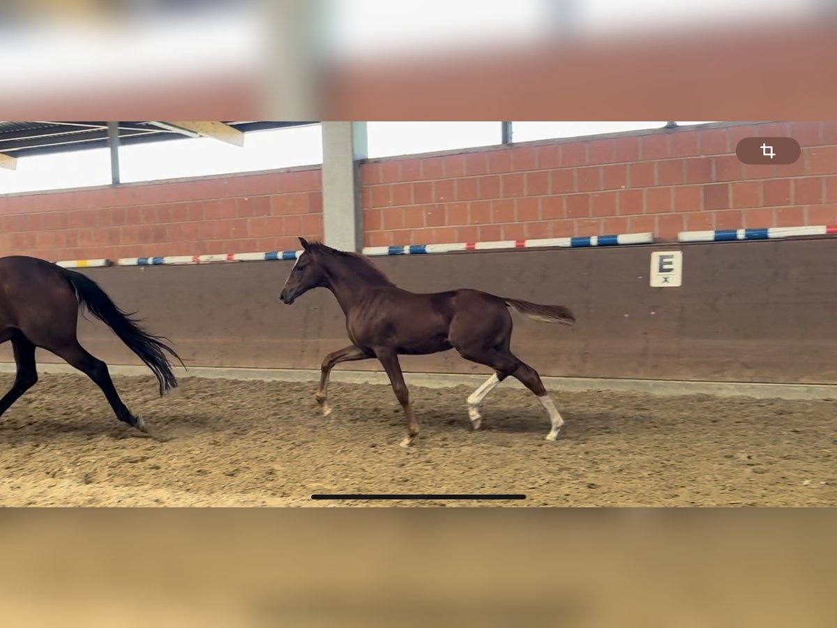 Hannoveraan Merrie veulen (05/2024) 166 cm Donkere-vos in Langwedel