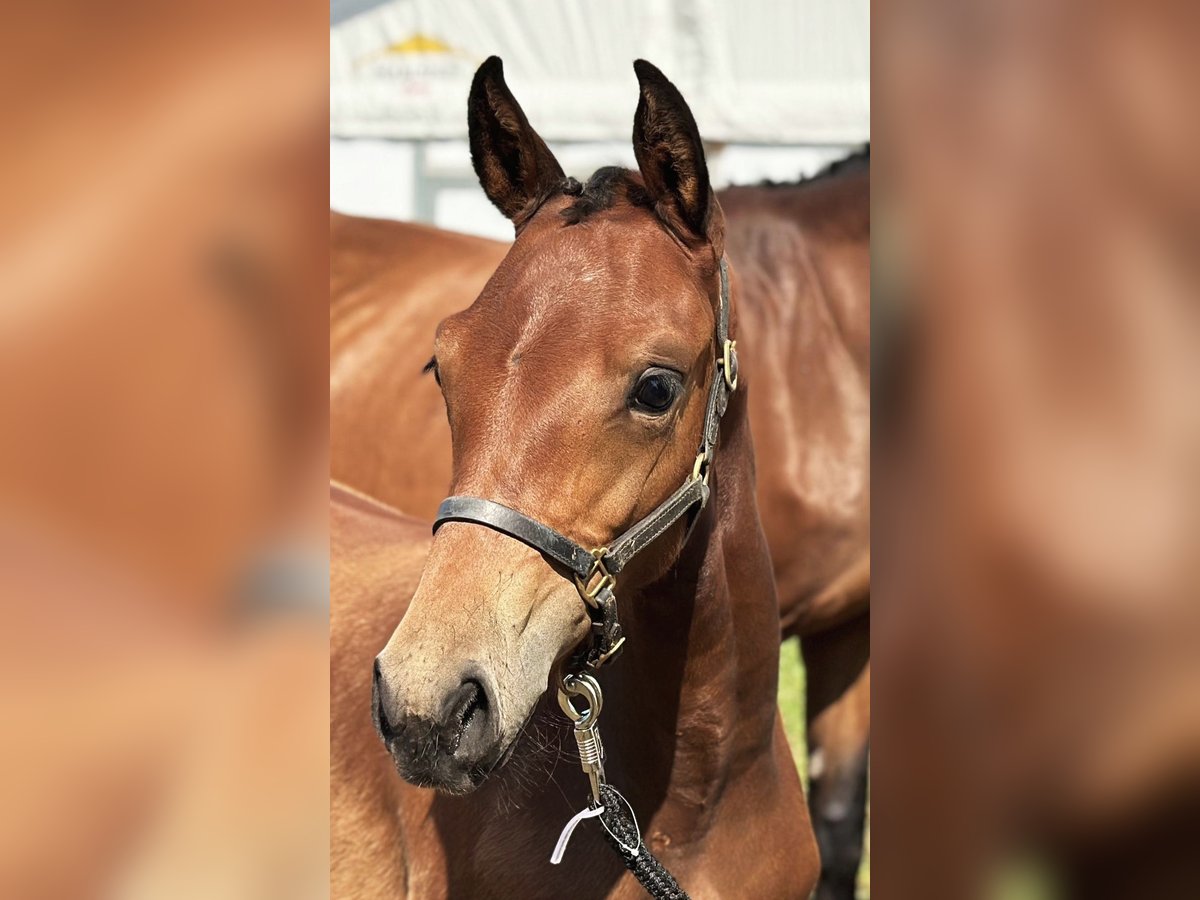 Hannoveraan Merrie veulen (05/2024) 168 cm Bruin in Westerstede