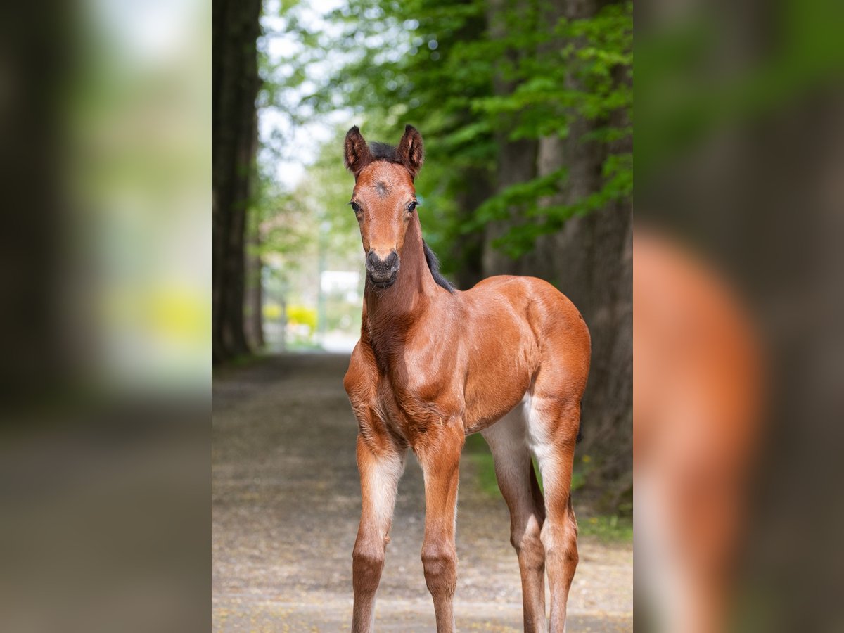 Hannoveraan Merrie  168 cm Bruin in Wremen