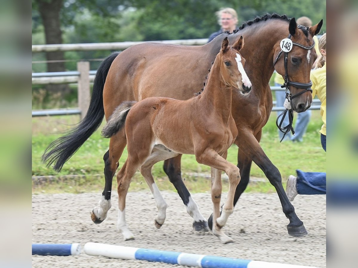 Hannoveraan Merrie Veulen (05/2025) 168 cm Bruin in Gro&#xDF;efehn Bagband