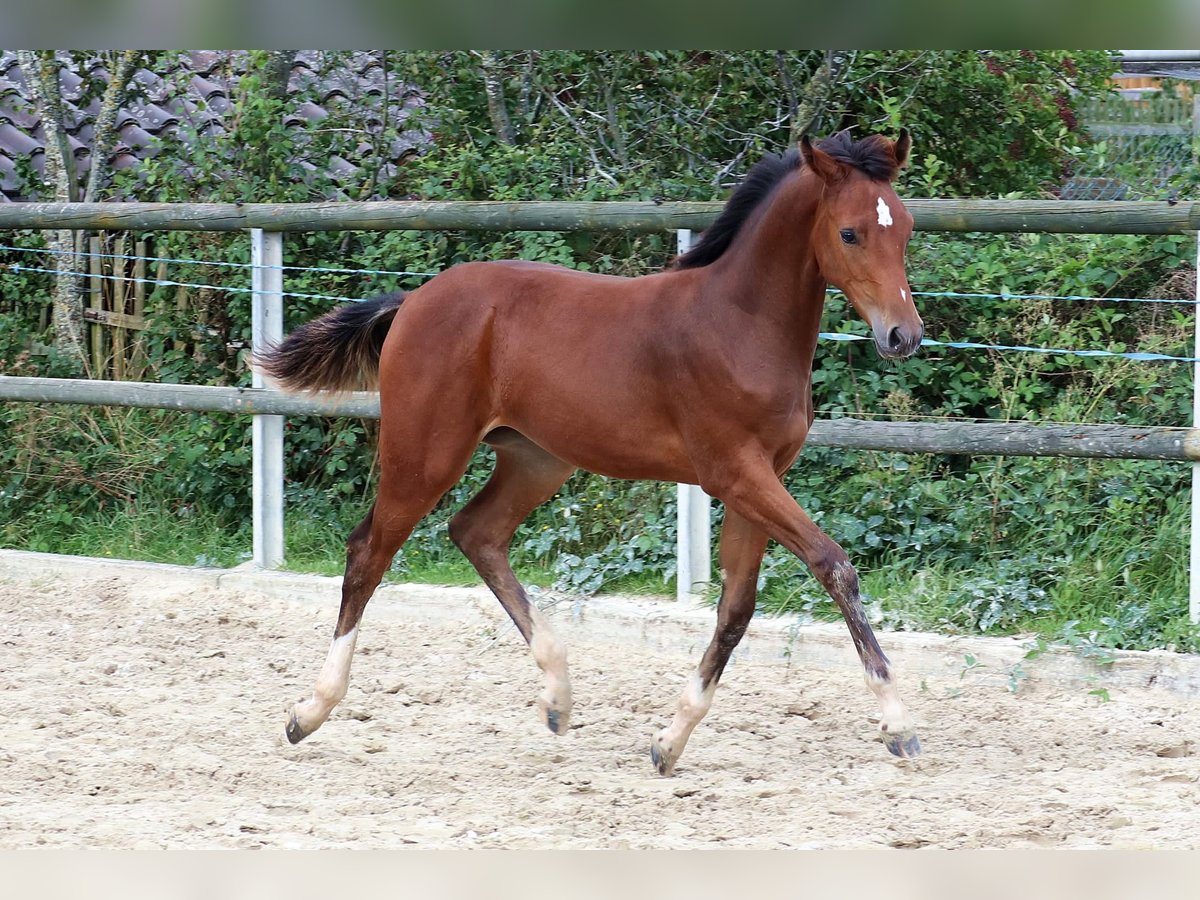 Hannoveraan Merrie veulen (04/2024) 168 cm Bruin in Mechernich