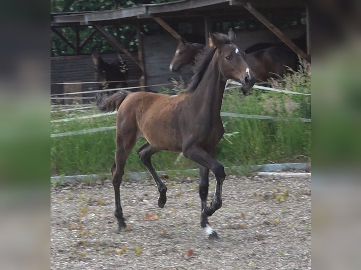 Hannoveraan Merrie veulen (02/2024) 168 cm Donkerbruin in Lübeck