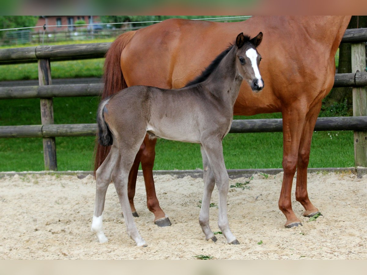 Hannoveraan Merrie veulen (05/2024) 168 cm Zwart in Kutenholz