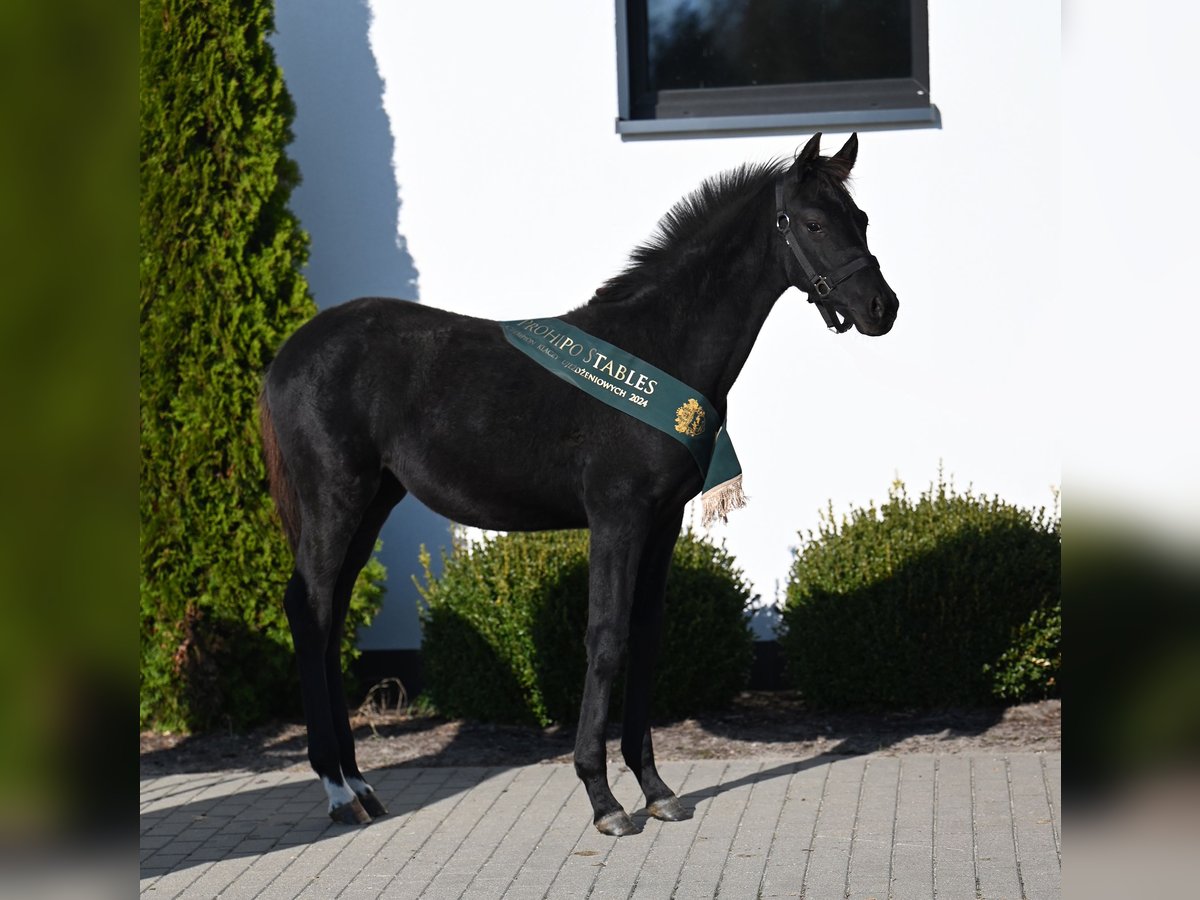 Hannoveraan Merrie veulen (05/2024) 168 cm Zwart in Wysin