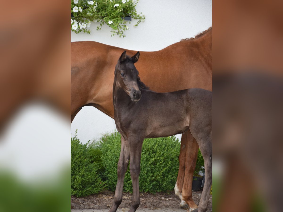 Hannoveraan Merrie veulen (05/2024) 168 cm Zwart in Wysin