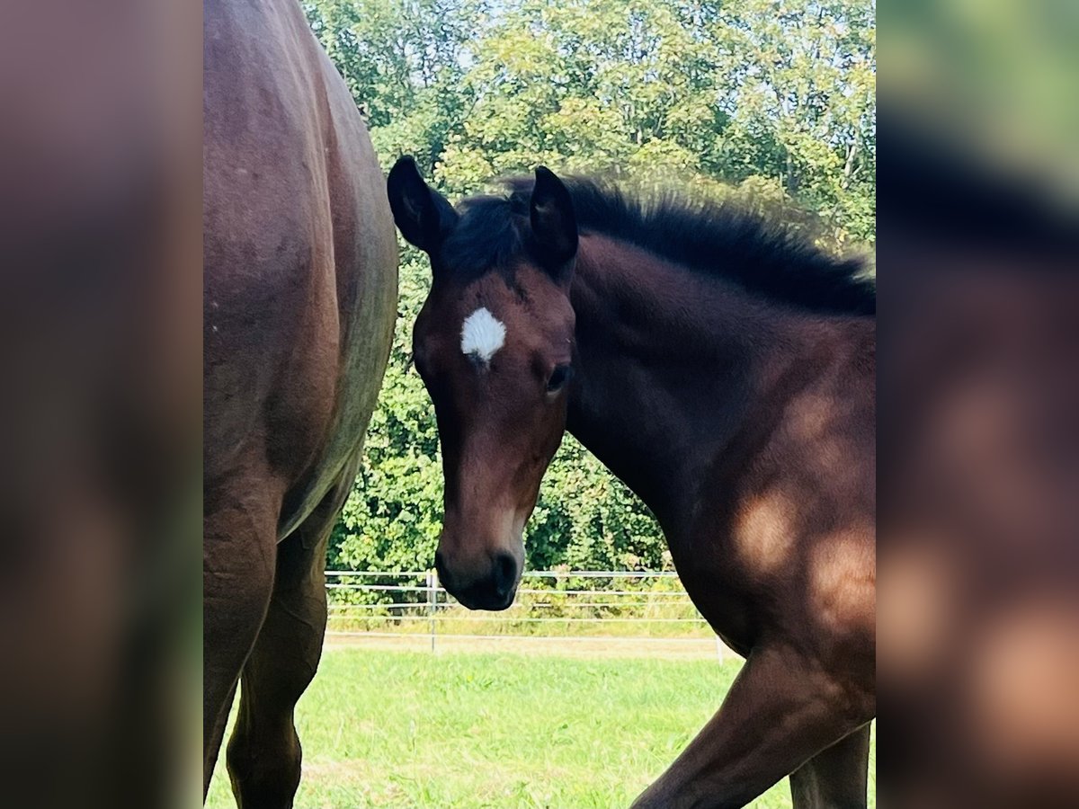 Hannoveraan Merrie veulen (06/2024) 169 cm Bruin in Nauort