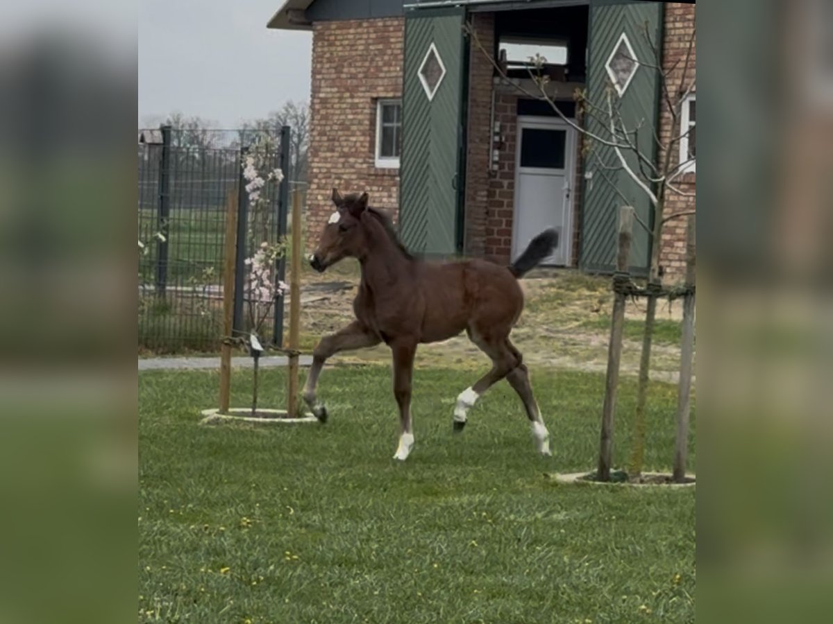 Hannoveraan Merrie  169 cm Bruin in Handrup