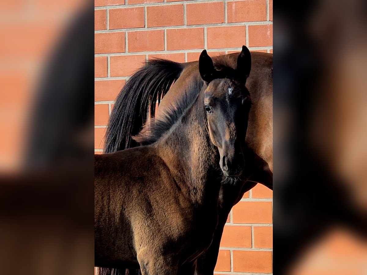 Hannoveraan Merrie Veulen (06/2025) 169 cm Donkerbruin in Ochtersum