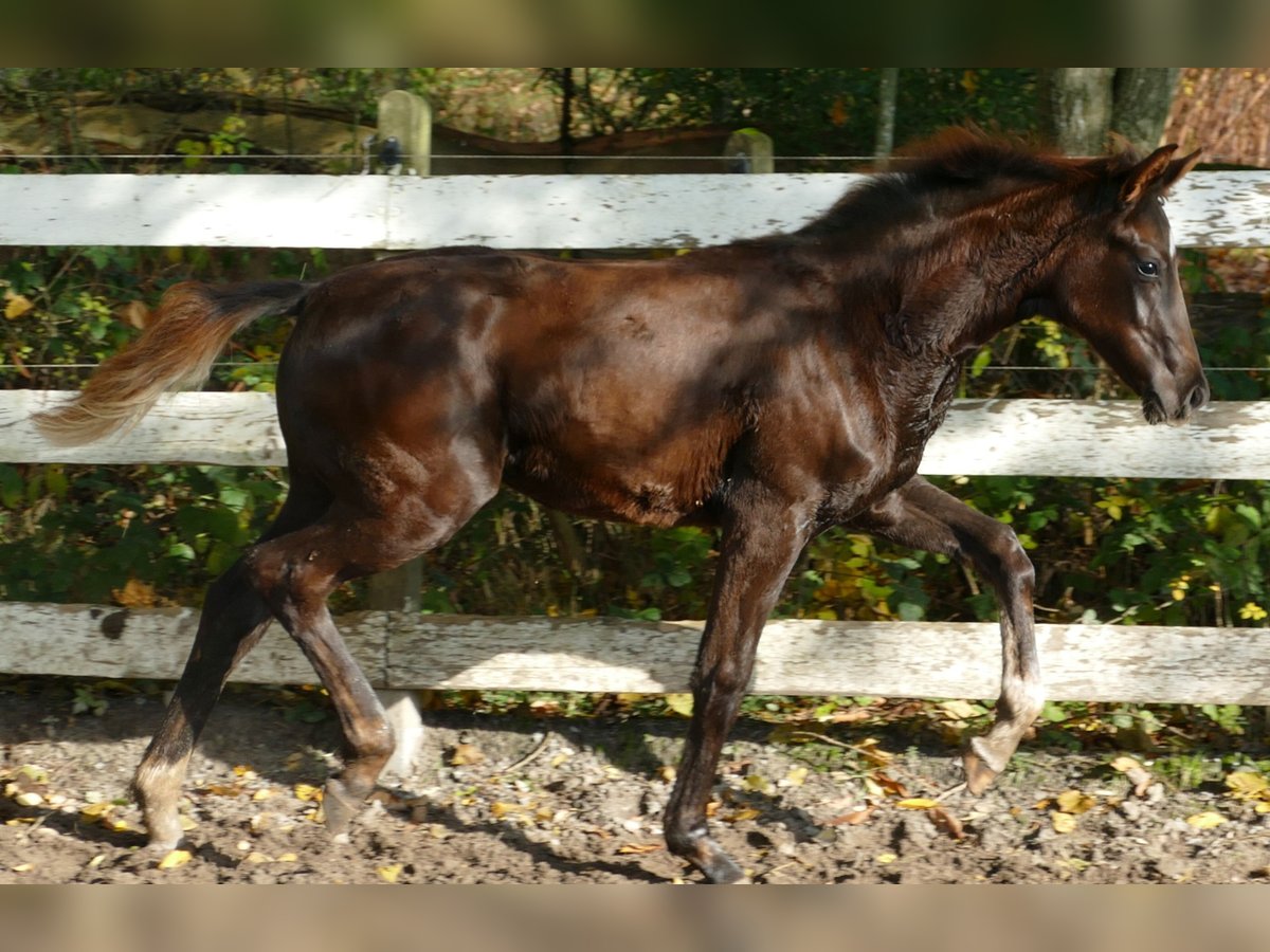 Hannoveraan Merrie Veulen (06/2025) 169 cm Donkere-vos in Greifenstein