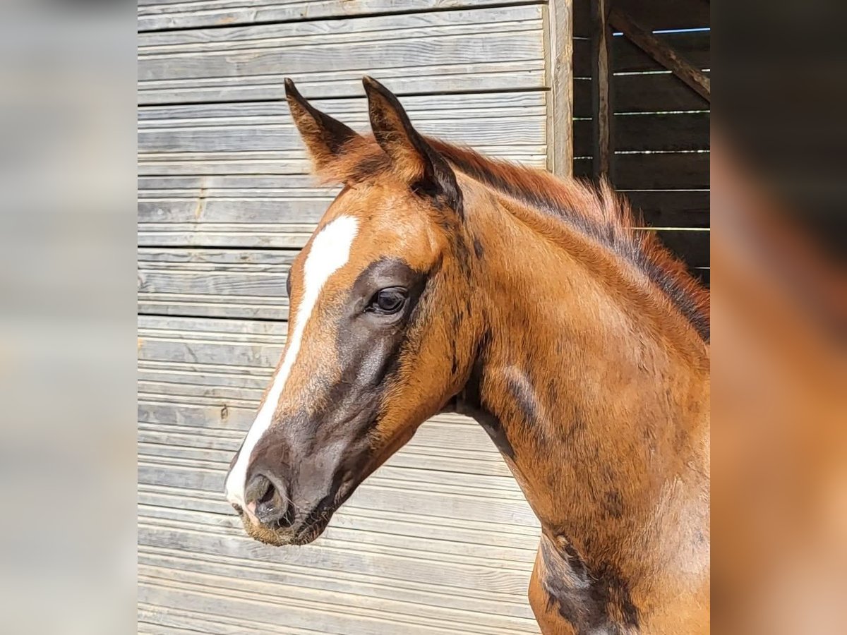 Hannoveraan Merrie Veulen (05/2025) 169 cm Donkere-vos in Heede