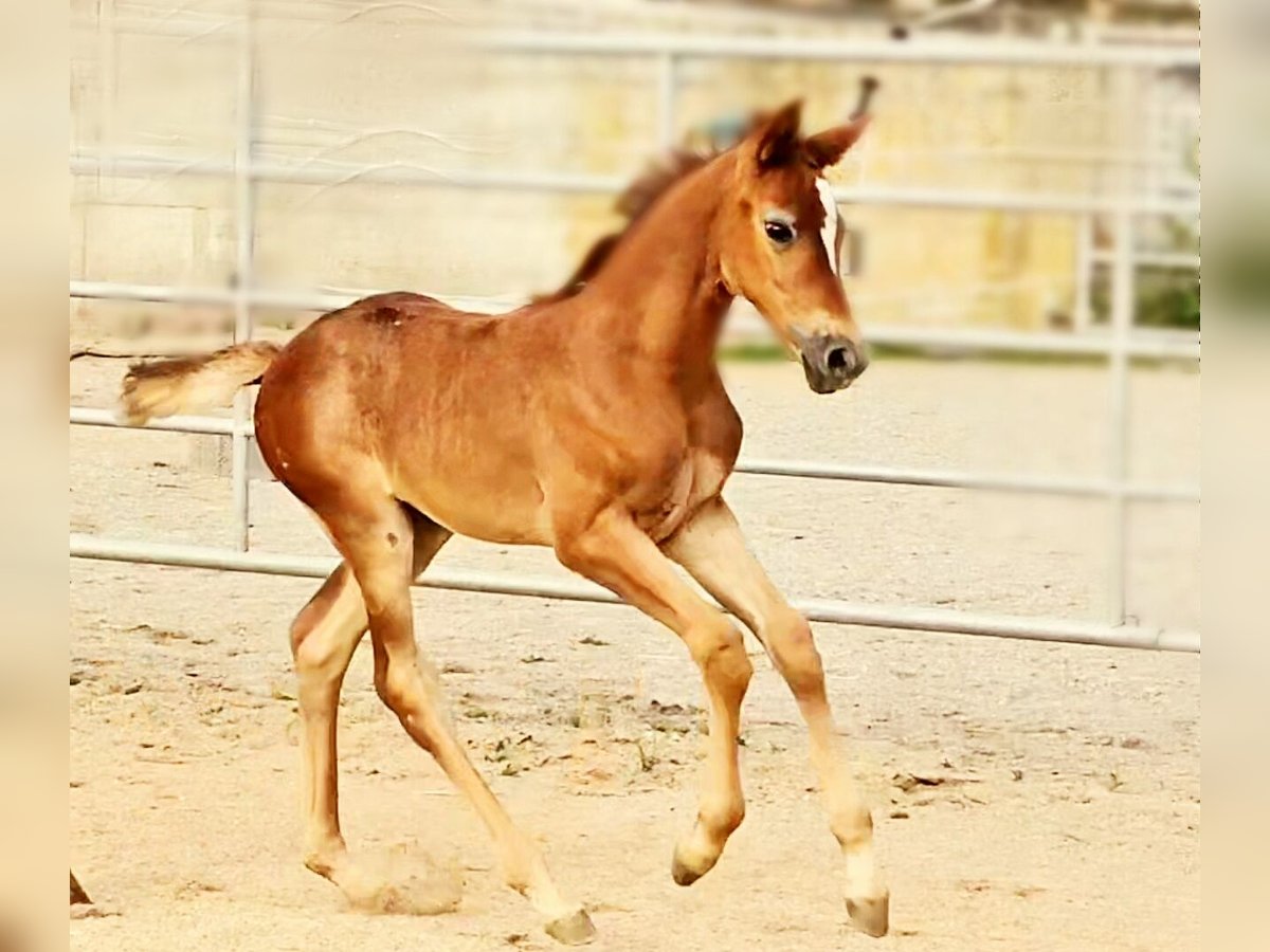 Hannoveraan Merrie veulen (06/2024) 169 cm kan schimmel zijn in Langenau