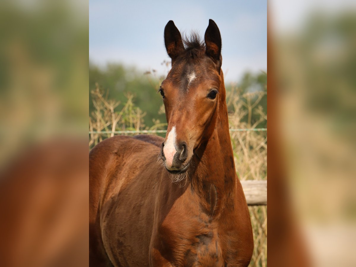 Hannoveraan Merrie veulen (05/2024) 170 cm Bruin in Ricklig