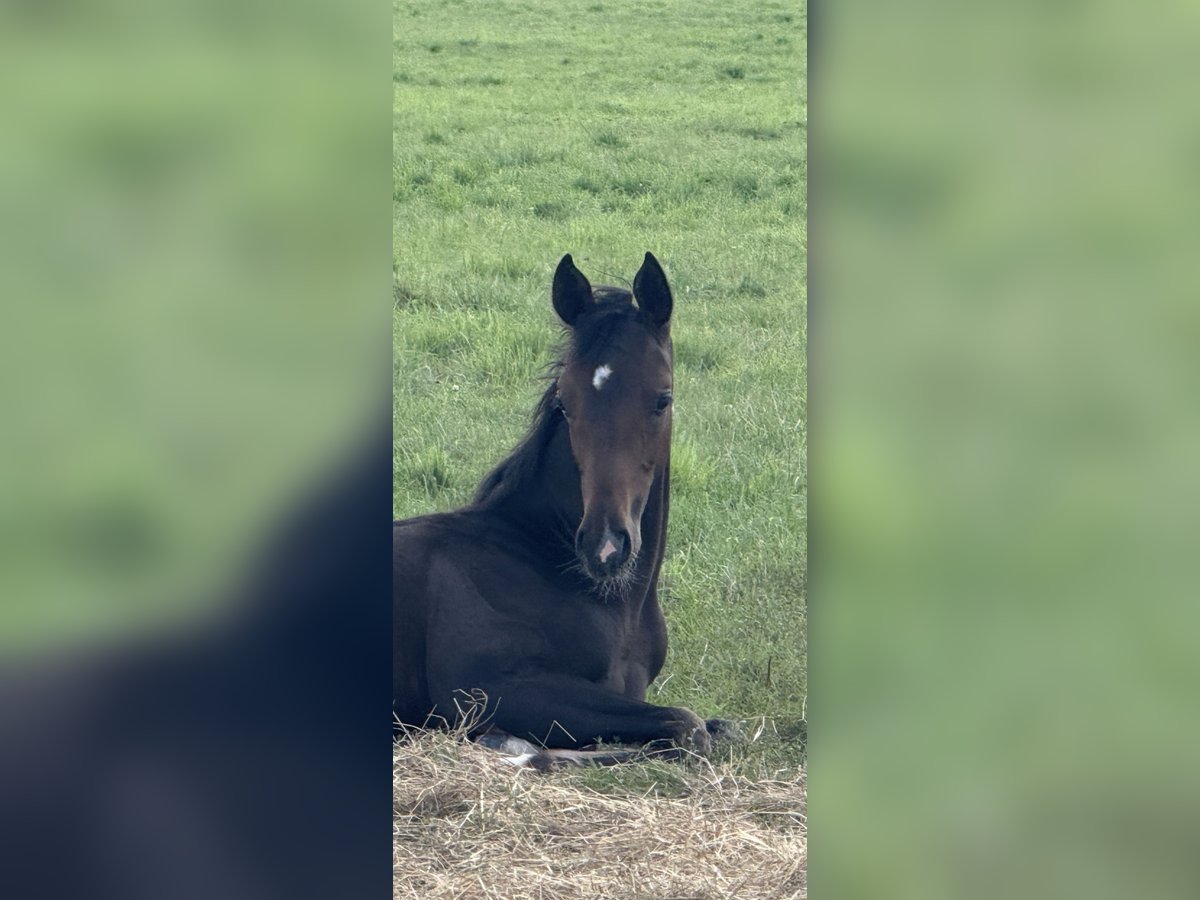 Hannoveraan Merrie Veulen (04/2025) 170 cm Donkerbruin in Langwedel
