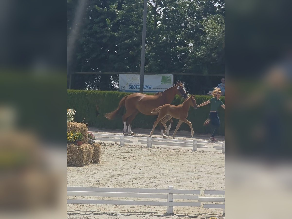 Hannoveraan Merrie  170 cm Donkere-vos in Alpen