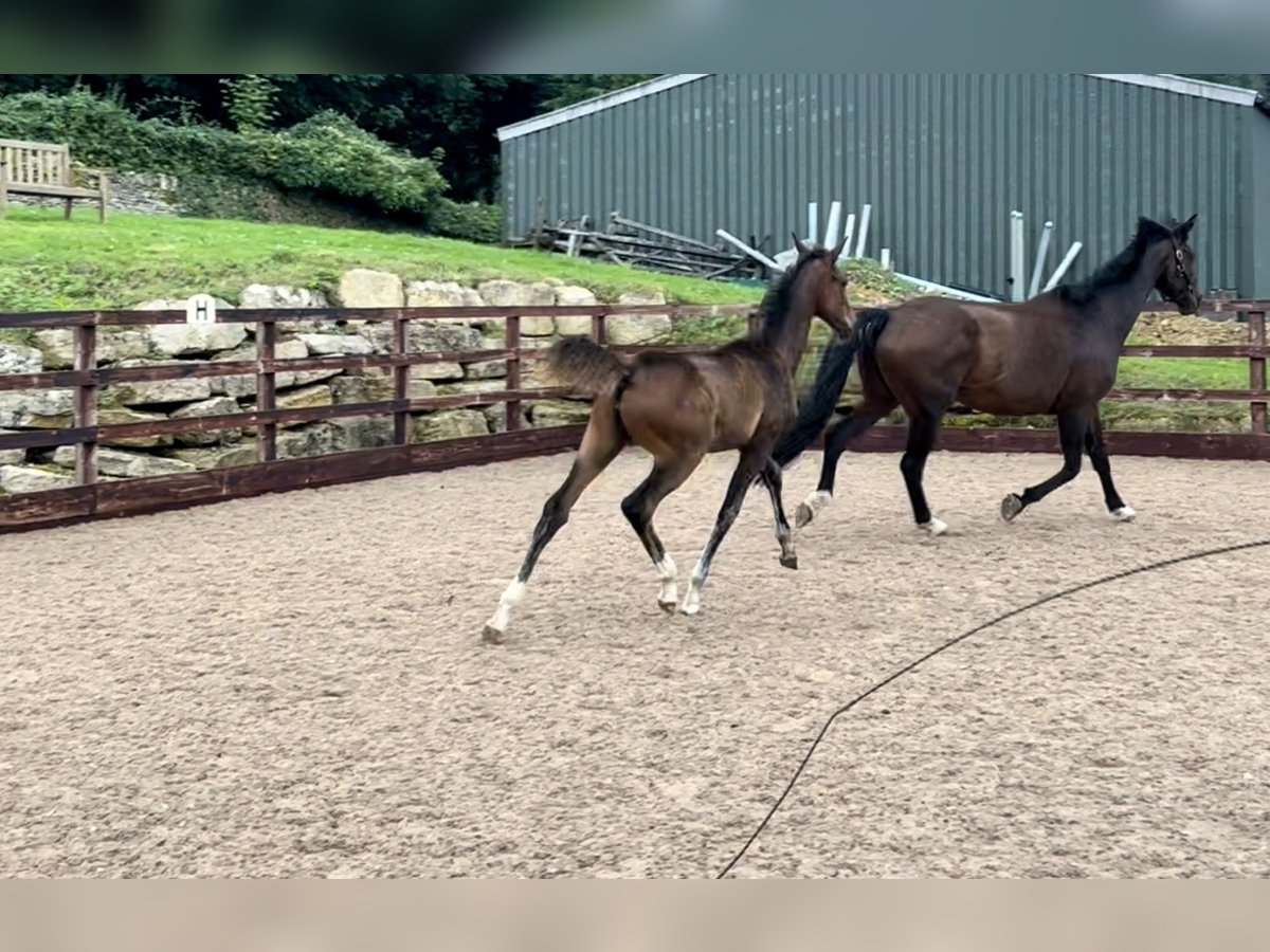 Hannoveraan Merrie veulen (05/2024) 170 cm Roodbruin in Gloucestershire