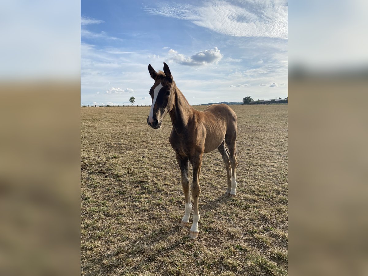 Hannoveraan Merrie Veulen (04/2025) 170 cm in Rosdorf