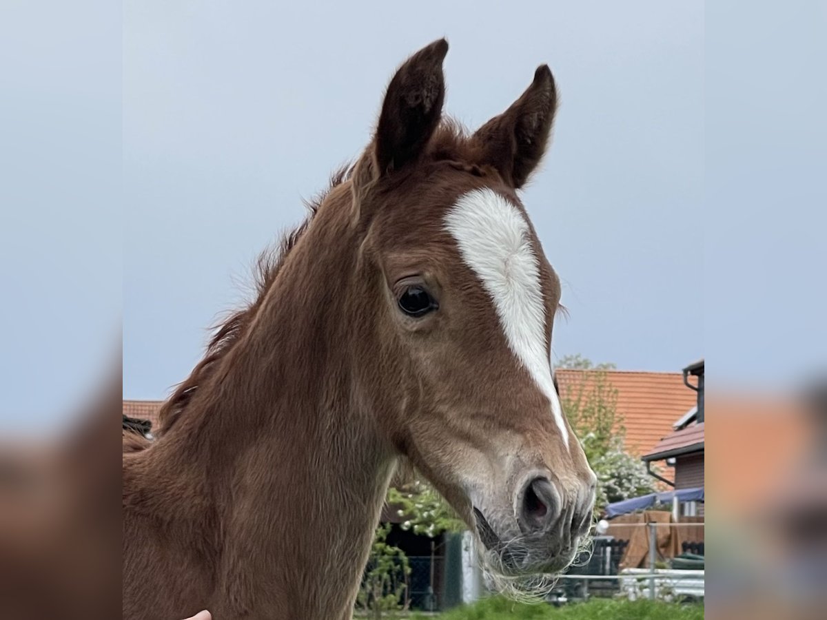 Hannoveraan Merrie  170 cm Vos in Burgdorf