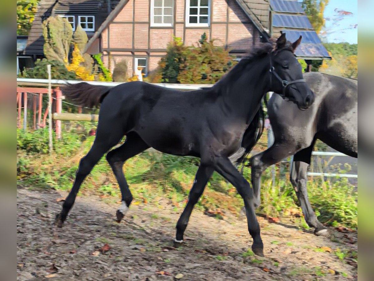 Hannoveraan Merrie veulen (06/2024) 170 cm Zwart in Rosengarten