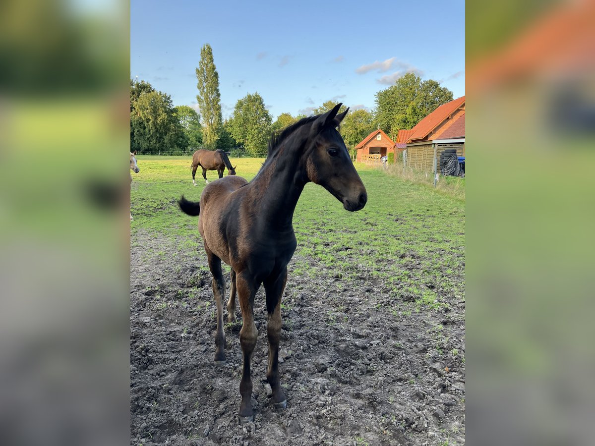 Hannoveraan Merrie veulen (05/2024) 170 cm Zwartbruin in Großheide