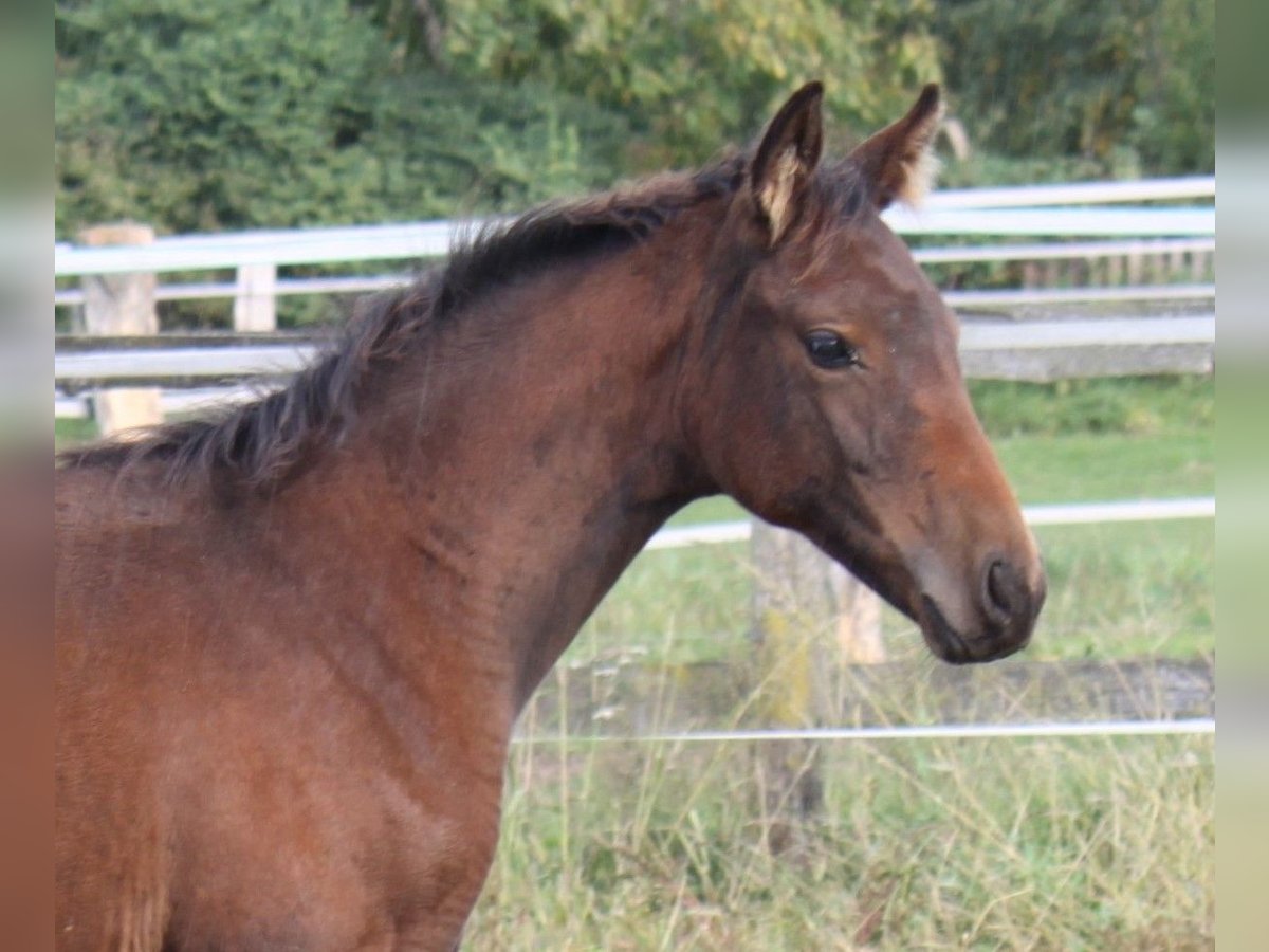 Hannoveraan Merrie veulen (06/2024) 172 cm Bruin in Ratekau