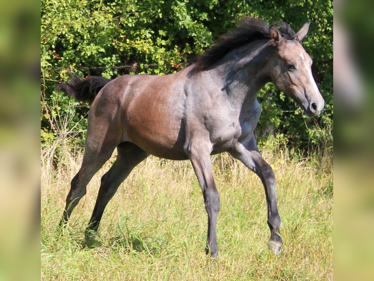 Hannoveraan Merrie veulen (04/2024) 173 cm Schimmel in Stadthagen